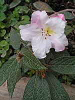 Rhododendron edgeworthii (fam. Ericacees) (Himalaya) (2) (Photo F. Mrugala)
